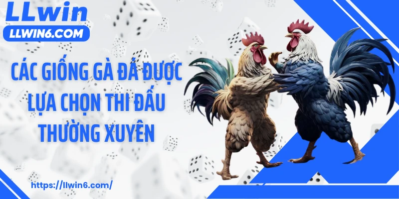 Các giống gà đá được lựa chọn thi đấu thường xuyên