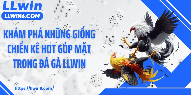 Khám phá những giống chiến kê hot góp mặt trong đá gà LLWIN